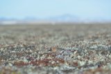 Red Knot on Nest1