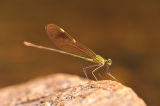 Oriental Green-wing. Neurobasis chinensis.