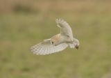 barn owl