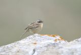 Radde's Accentor