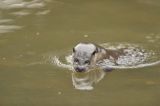 Otter in river Thet