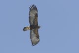 Golden Eagle