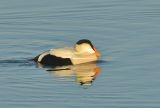 Male Pacific Eider