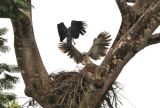 Harpy Eagles Harpia harpyja