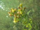 Sea Aster