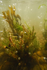 Shrubby Seablight,Sueda underwater