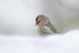 Common Redpoll