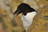 Razorbill
