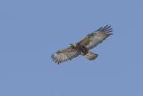 Golden eagle