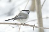 Willow Tit