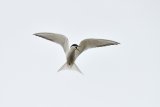 Eastern Common Tern  Sterna hirundo longipennis