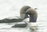 Pacific Divers
