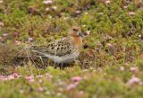 Adult Spoon-billed Sandpiper