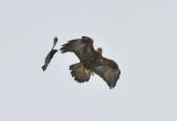 Golden Eagle mobbed by Raven