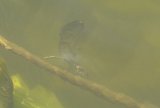 Female Banded Demoiselle underwater egg laying