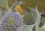 Small Skipper on Sea Holly