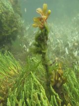 The underwater saltmarsh