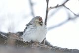 Arctic Redpoll