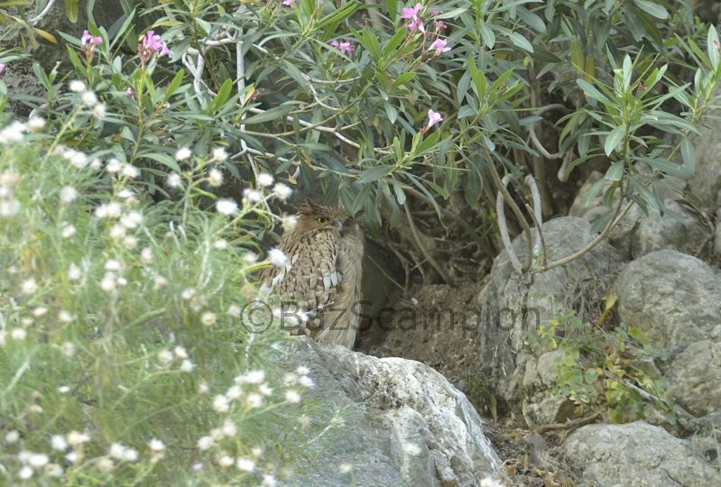 Brown-fish Owl