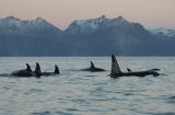 Orca Pod Norway Orca pod Norway Baz Scampion