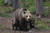 Female Brown Bear and cubs