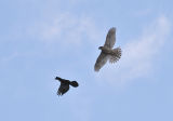 Northern Goshawk and Raven