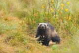Wolverine in Taiga Forest, Finland.