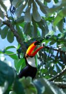 Toco Toucan Ramphastos toco