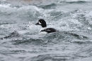Barrow's Goldeneye