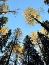 Autumn Birch and Spruce