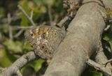 Lattice Brown kirina roxelana
