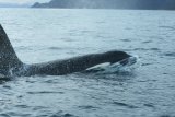 Orca Norway Orca Norway Baz Scampion