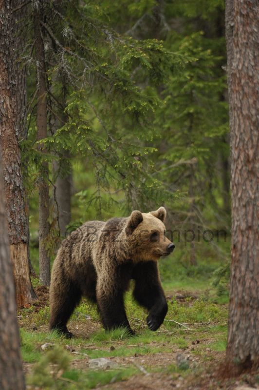 Brown Bear
