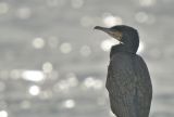 Cormorant