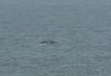 Humpback Whale off Norfolk coast
