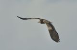 Egyption Vulture