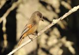 Siberian jay
