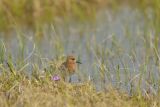 Male Spoon-billed Sandpiper