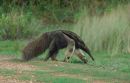 Giant Anteater
