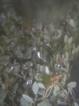 undernew2