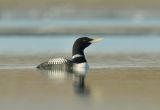 White-billed Diver (Yellow-billed Loon).