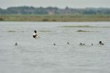 Female Shelduck and brood of chicks