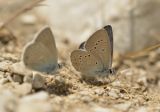 Mazarine Blue