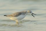 Spoon-billed Sandpiper