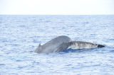 Blue Whale
