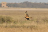 Juvenile Northern Harrier.Thornham