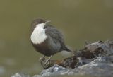 Black-bellied Diper