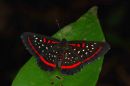 Central Amazonian Butterflies