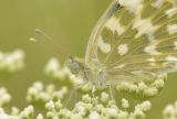 Eastern Bath White