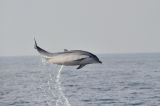 Striped Dolphin Stenella coeruleoalba